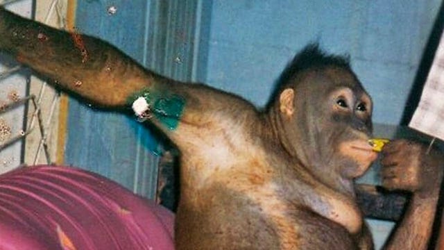 PONY: THE STORY OF AN ORANGUTAN THAT GOES FAR BEYOND ANIMAL BRUTALITY.