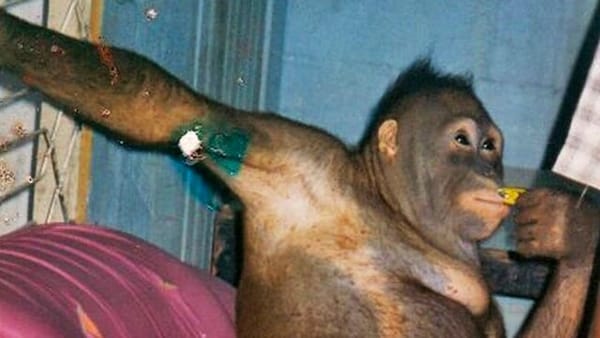 PONY: THE STORY OF AN ORANGUTAN THAT GOES FAR BEYOND ANIMAL BRUTALITY.